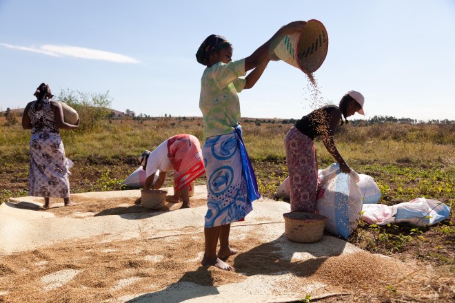 Locust Control in Madagascar