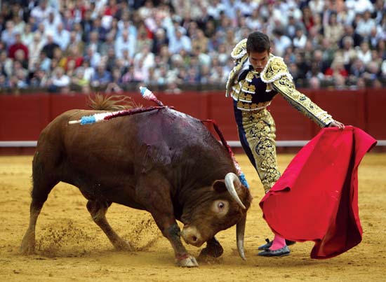 bullfight